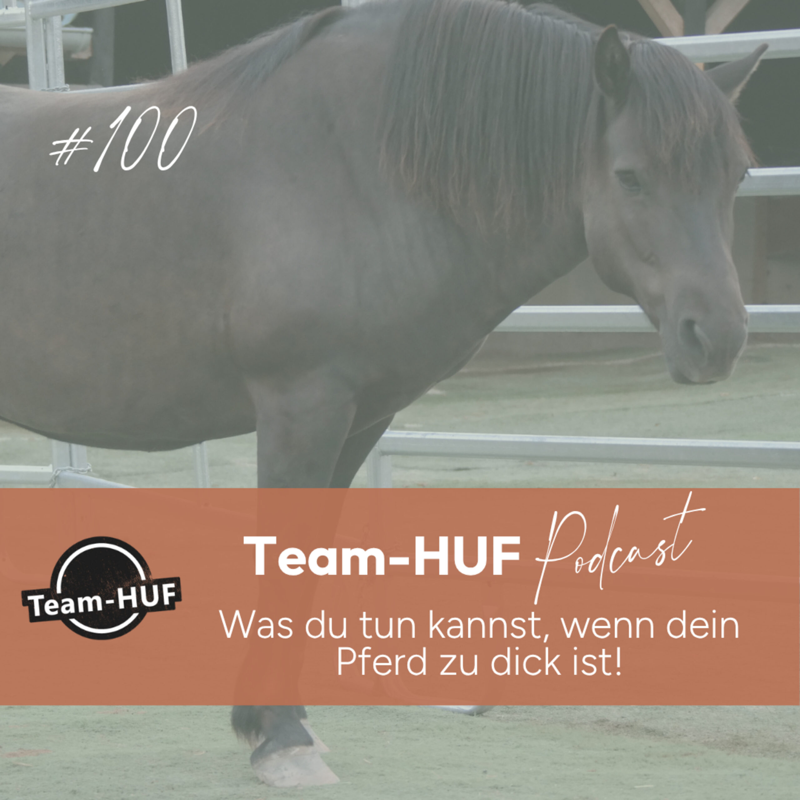 Mehr über den Artikel erfahren Folge 100: Was du tun kannst, wenn dein Pferd zu dick ist!