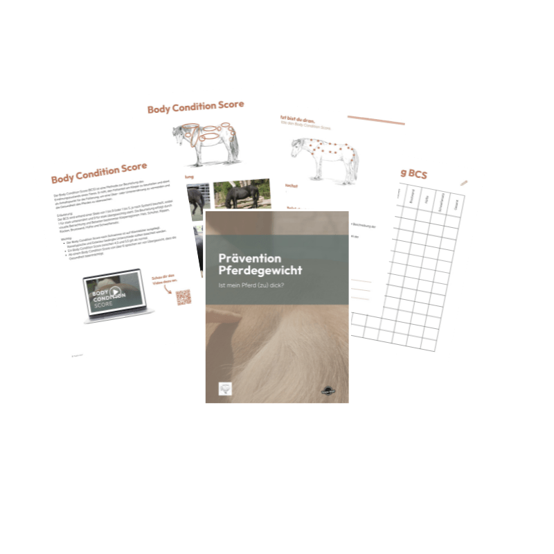 Übergewicht Pferd, Body Condition Score, Hufrehe