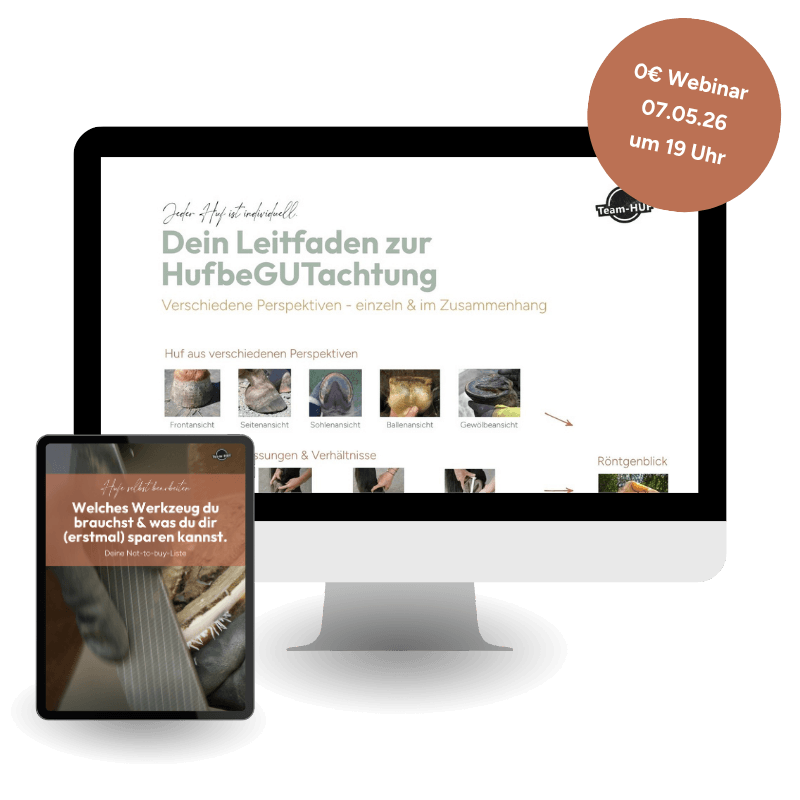 MockUp_0€ Webinar 1 Huf - 10 Meinungen_Mai26